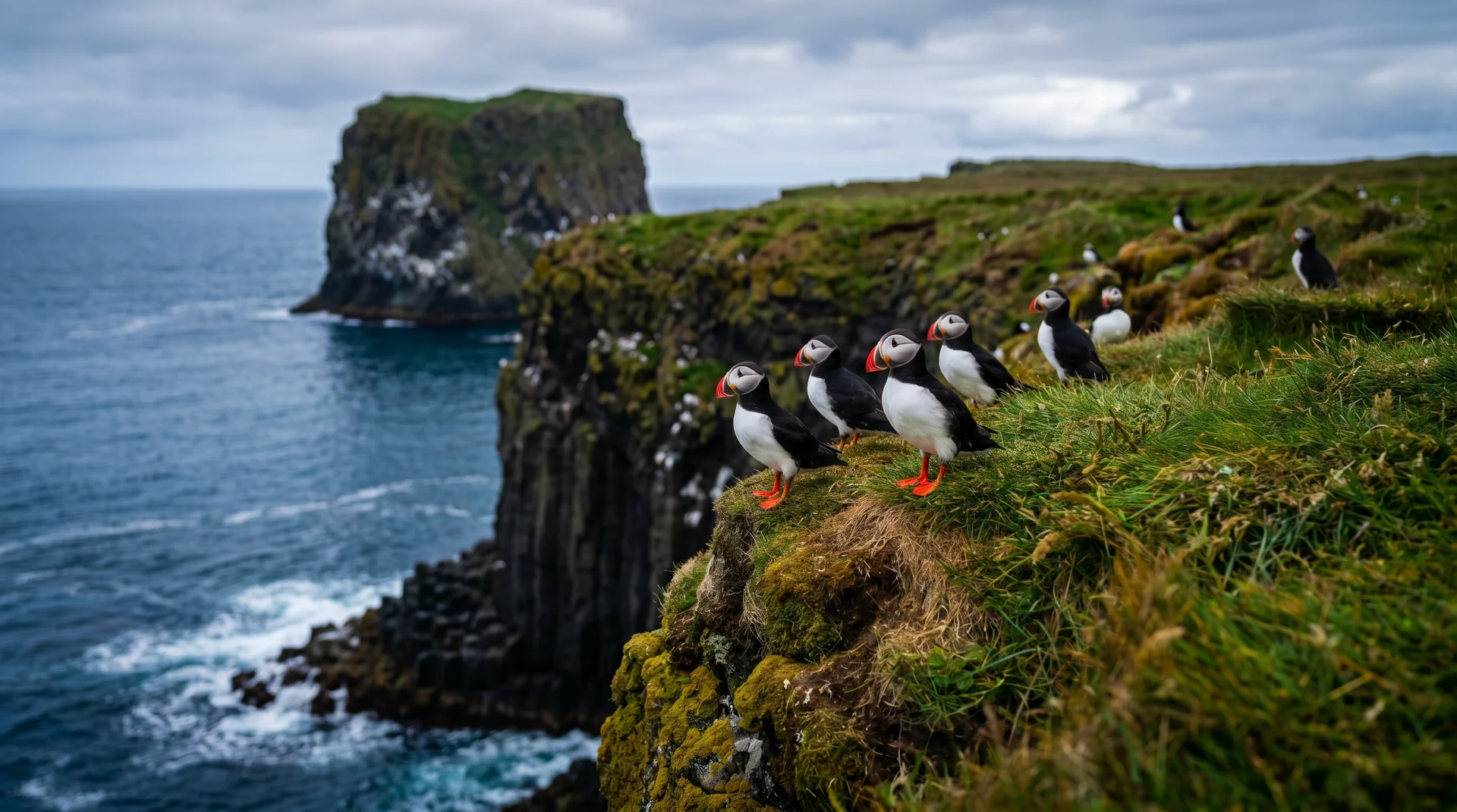Puffins